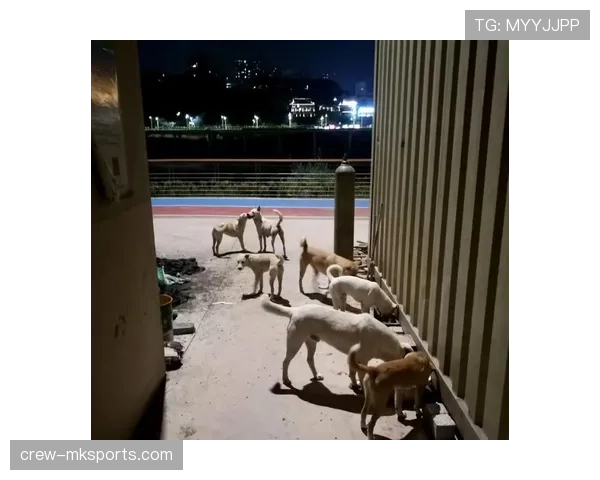 张楠退役后住进月租八万的顶层复式，每天五点起床遛狗顺带跑个半马